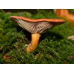 Мицелий Млечника неедкого / Млечник оранжевый (Lactarius mitissimus)